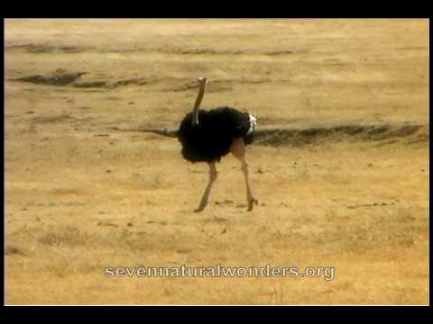 How Fast is an Ostrich? Discover the Speed of the World's Fastest Bird