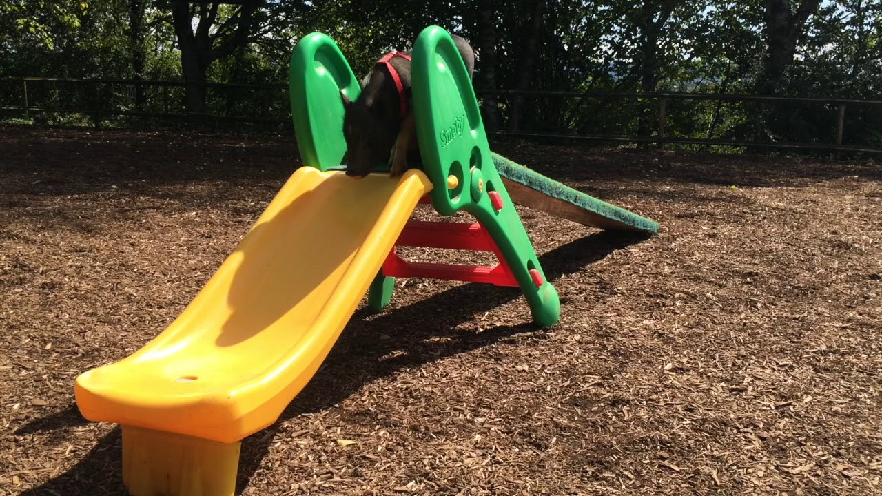 Clickertraining,Tricks Minipig Rutschbahn