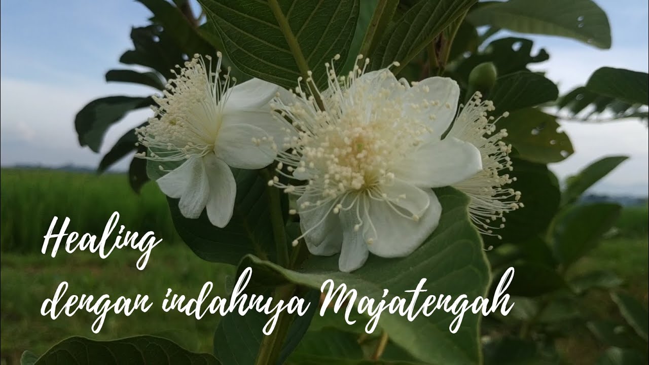 MLIPIR 001 || MENIKMATI KEINDAHAN DESA MAJATENGAH KECAMATAN KEMANGKON KABUPATEN PURBALINGGA