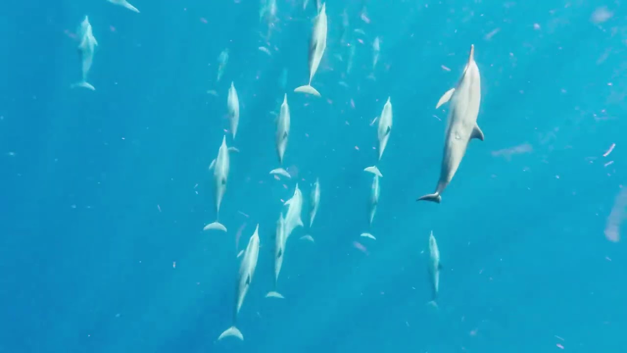 Dolphin watching in Lovina, Bali