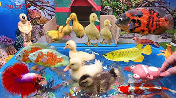 Video tổng hợp các loại cá cảnh đẹp, động vật dễ thương, vịt, cá Koi, cá tai tượng châu phi.