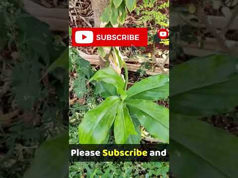 Video: Costus-plantinformatie: hoe u Costus-planten in de tuin kunt laten groeien