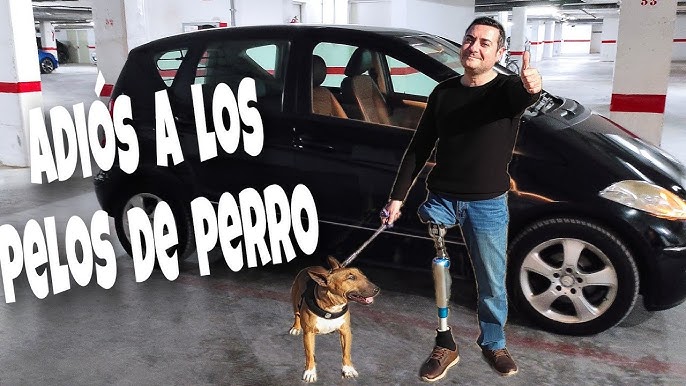 De qué manera eliminar el pelo de perro del coche