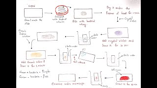 Gram staining procedure | Gram positive bacteria and Gram negative bacteria | Bio science