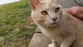 小屋から出てきた野良猫をモフモフする