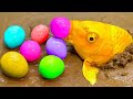 NEW Compilation Video Full Carp, Koi Fish, Catfish, Crab, Eel, Egg  Fish Videos❤️ Stop Motion Funny