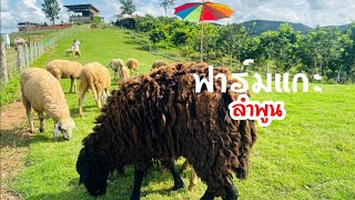 Flower hill cafe & farm ฟาร์มแกะ วิวสวยมาก| Vlog