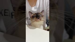 living with a siamese cat be like 🫣 random moments with my cat tofu #funny #shorts #cats