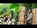 Harvesting Wild Taro in the Deep Forest | Primitive Cooking Over Open Fire
