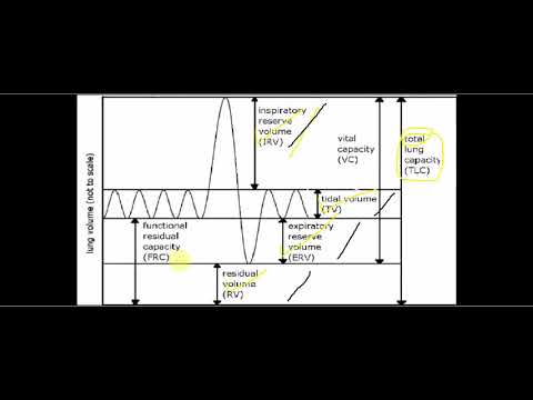 Lung volumes and capacities ( شرح )