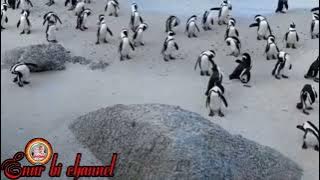 DJ FUNKOT -PANAH CINTA MENUSUK LUKA -(Arieef futra