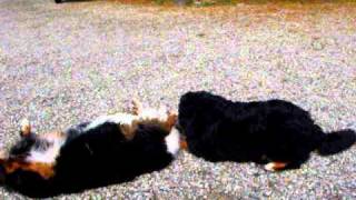 Bernese Mountain Dogs by liona43 503 views 13 years ago 1 minute, 47 seconds