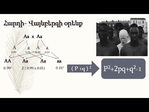 Պոպուլյացիոն գենետիկա։ Հարդի Վայնբերգի օրենք