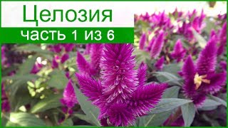 Целозия – описание цветка, родина Целозия – описание цветка, родина