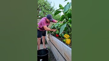 Garter of bell pepper