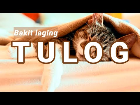 Video: Hilik Ng Cat: Normal Ba Ito?