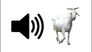 Download lagu Goat - Sound Effect | ProSounds