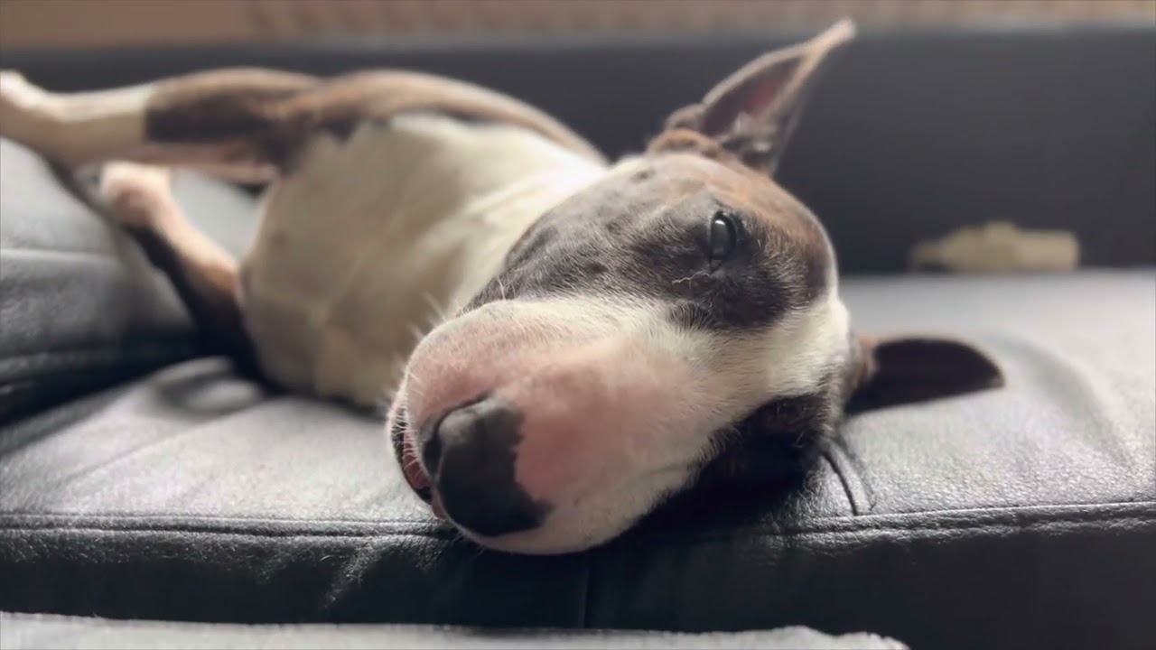 Massive Attack - Teardrop (Miniatur Bullterrier)