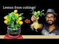 How to grow Lemon tree from cuttings Easily for FREE | Cuttings Propagation