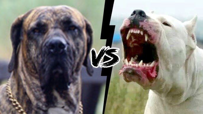 PITBULL VS FILA BRASILEIRO - Qual o cachorro mais forte? 