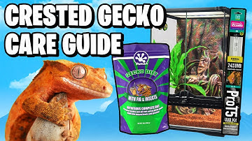 Crested Gecko Care Guide - Beginners Guide