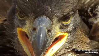 Decorah Eagles  North Nest 07.05.2024