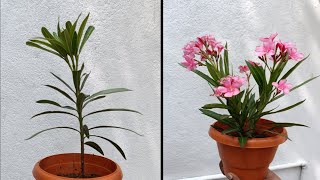 How to grow oleander plant from cutting || 100% Successful