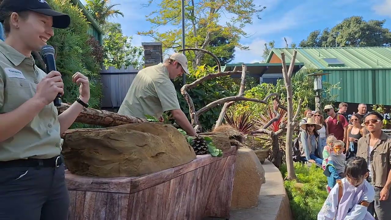 Maisie a North America Porcupine,  2/14/26