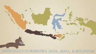 Luwak Coffee - Infographic Interactive