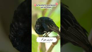 Gratitude For Every Blessing Of Allah