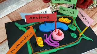 Science activity about cells | clay models for cells  نشاط تعليمى عن الخليه الحيوانيه والنباتيه