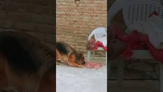 German Shepherd Female Bela #pets #dog #germanshepherd #youtubeshorts #viral #trending #ytshorts