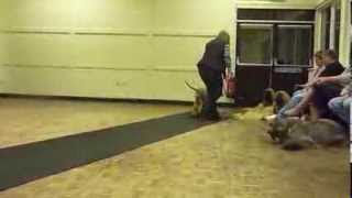 mercys pups training by thendara show dogs 91 views 10 years ago 2 minutes, 28 seconds
