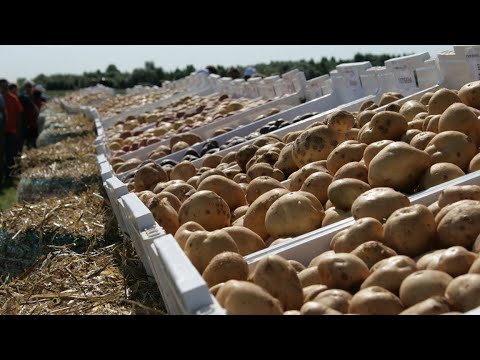 Рекордный урожай картофеля собирают в России