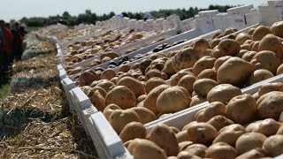 Рекордный урожай картофеля собирают в России