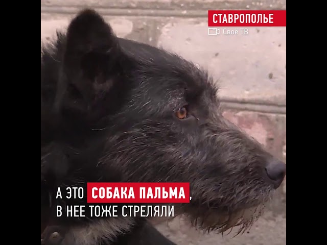 они имеют право на жизнь