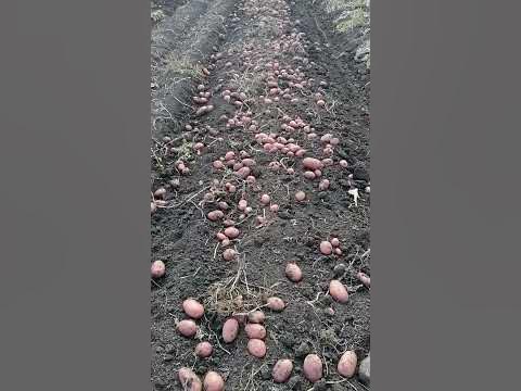 Сорт лабелла показала в засушливый сезон хороший результат 350 ...
