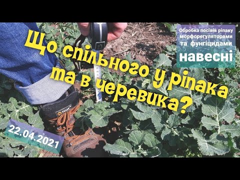 Морфорегуляція озимого ріпаку навесні або Що спільного у ріпака та в черевика?