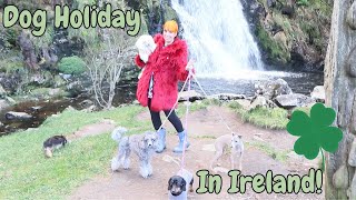 Day in the life of dog adventures by Cece Canino My Life With Dogs 38 views 4 months ago 8 minutes, 22 seconds