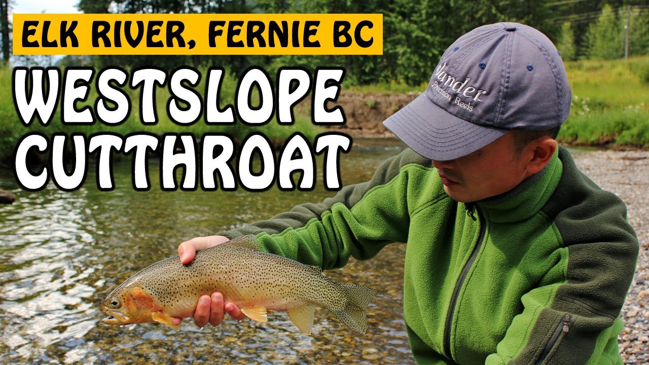 Drifting & Fly Fishing for Westslope Cutthroat Trout on the Elk River  Fernie BC