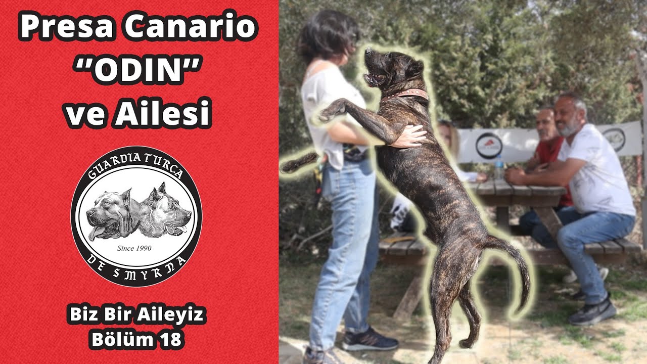 Presa Canario Odin ve Ailesi - Biz Bir Aileyiz Bölüm 18