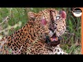 This Leopard Suffers Severe Injuries After Being Attacked By Baboons