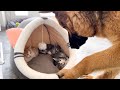 German Shepherd Wakes Up Tiny Kittens