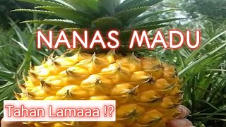 Sukses!!! Juragan Nanas Madu Berkhasiat Tahan Lama.