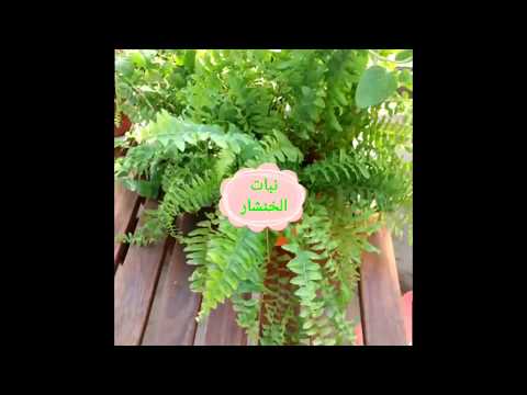 فيديو: Dieffenbachia (64 صورة): رعاية زهرة داخلية في المنزل. موطن النبات. لماذا هو خطير؟ ملامح الإزهار. الأمراض والآفات