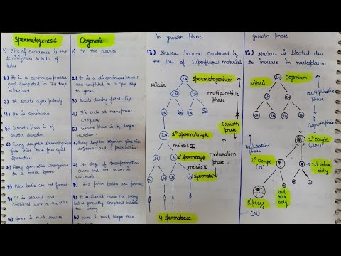 Difference between spermatogenesis and oogenesis|| oogenesis|| spermatogenesis