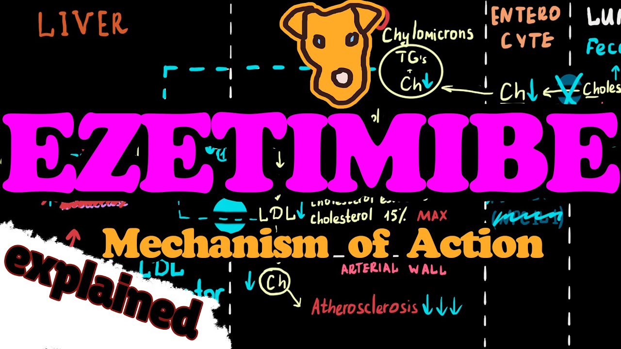 EZETIMIBE (ZETIA). Mechanism of action. Indications. Explained.