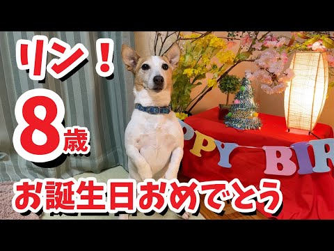 リン8歳のお誕生日おめでとう！鹿肉のケーキを食べたジャックラッセルテリア^^