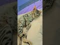 parda hata do 😅 minu 😺😻 #funny #viral #cat #catvideos #catshorts #kitten #meow #mycat #catlaughs