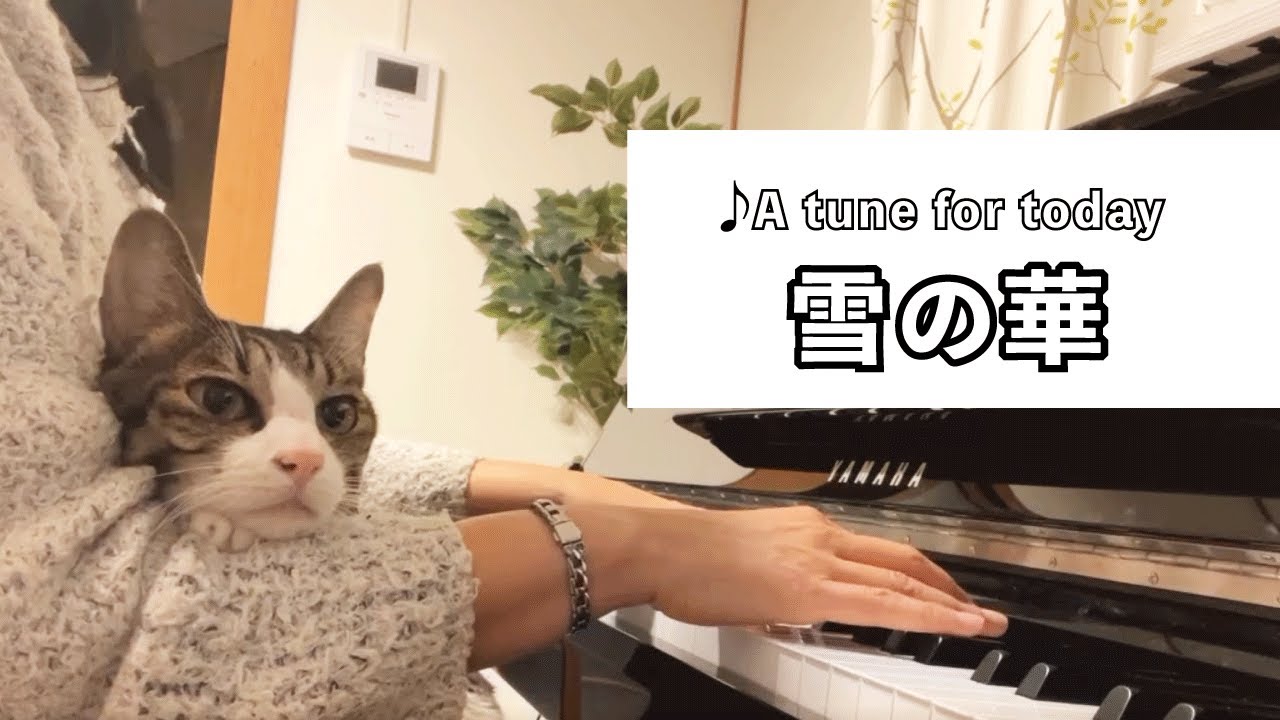 雪の華 中島美嘉 耳コピ ピアノ 可愛い猫 リラックスbgm 睡眠導入 精神科医が奏でるピアノ Piano Cover Played By A Psychiatrist Youtube